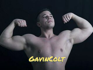 GavinColt