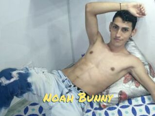 Noah_Bunny