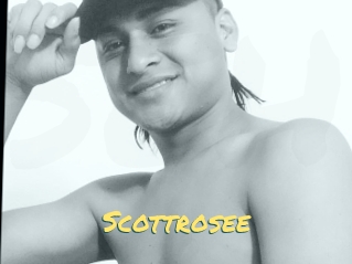 Scottrosee